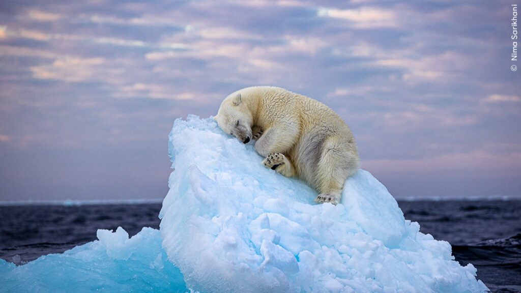 Wildlife Photographer of the Year