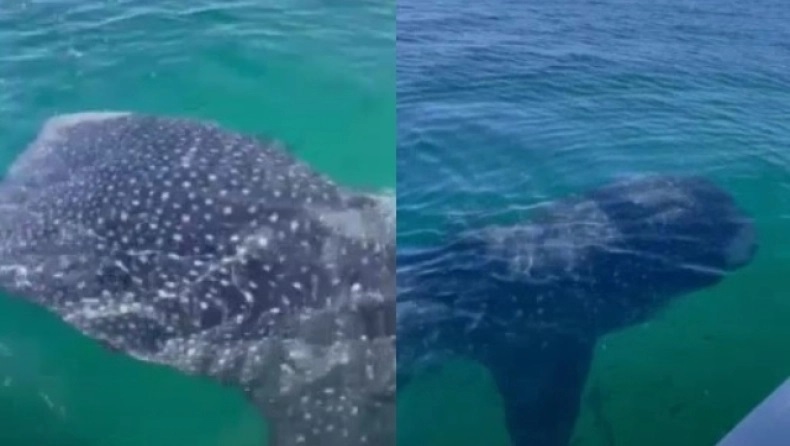 Τεράστιος φαλαινοκαρχαρίας με 3.000 δόντια τρόμαξε ψαράδες (ΒΙΝΤΕΟ)