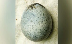 Καλοδιατηρημένο αβγό ηλικίας 1.700 ετών περιέχει ακόμα κρόκο και ασπράδι