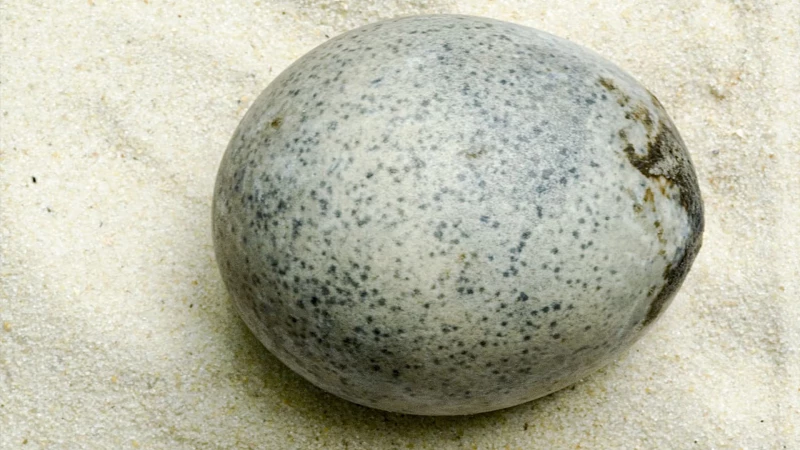 240216113944_roman-egg