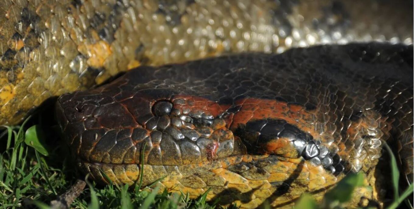 Ανακαλύφθηκε το μεγαλύτερο φίδι του κόσμου στον Αμαζόνιο