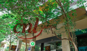 CNL Capital: Προχώρησε σε έκδοση ομολογιακού δανείου ύψους έως 1 εκατ. ευρώ