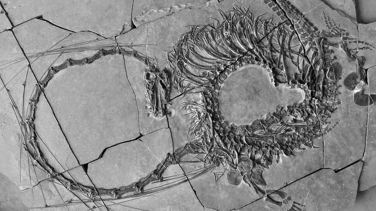 Εντυπωσιακό εύρημα: Βρέθηκε απολιθωμένος «δράκος» 240 εκατομμυρίων ετών