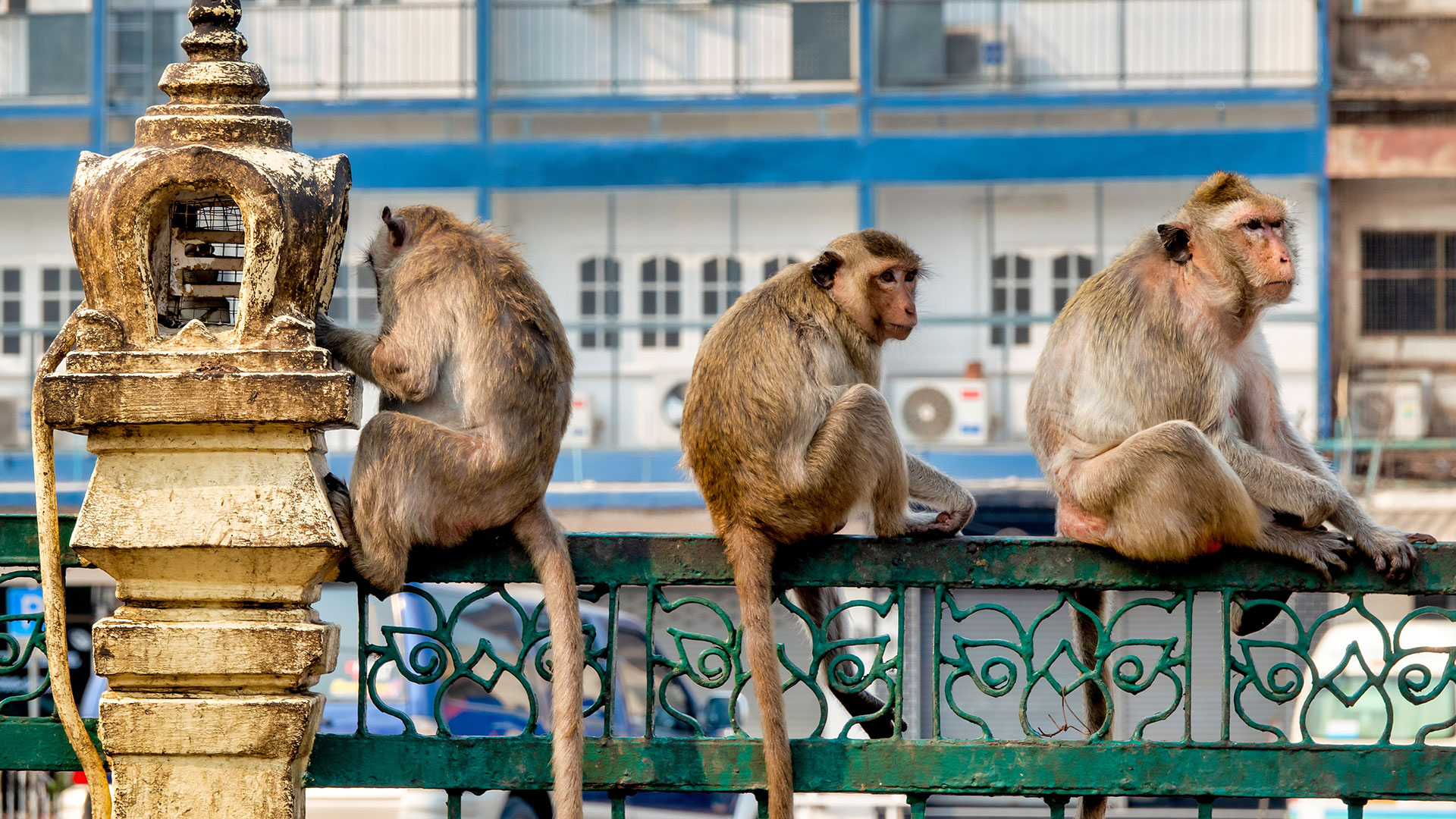Ταϊλάνδη: Χιλιάδες μαϊμούδες κάνουν επιδρομή στα κεντρικά της χώρας
