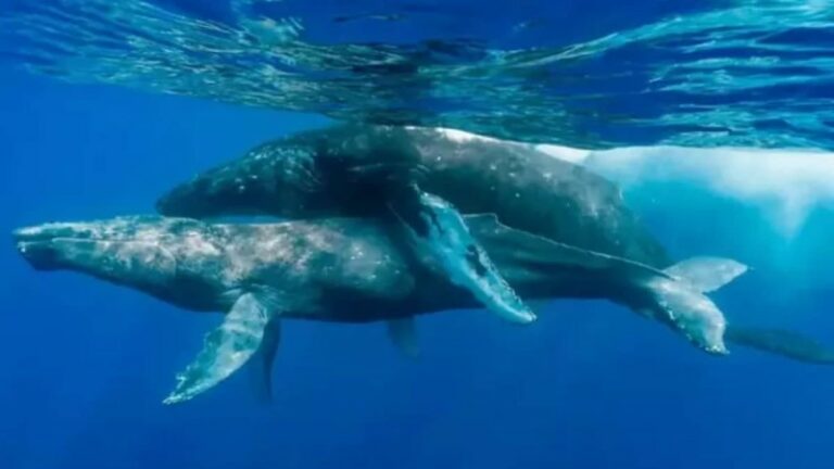 Φωτογράφοι κατέγραψαν τη στιγμή που δυο αρσενικές φάλαινες κάνουν σεξ