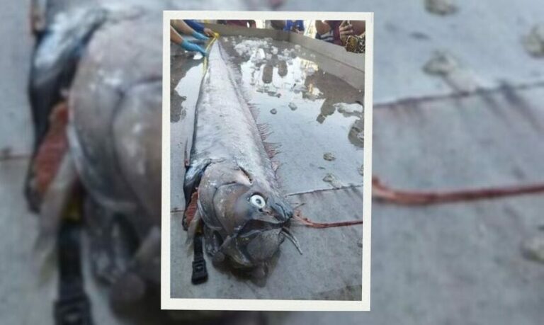 Ταϊλάνδη: Ψαρεύτηκε γιγάντιο ψάρι έξω από το Πουκέτ