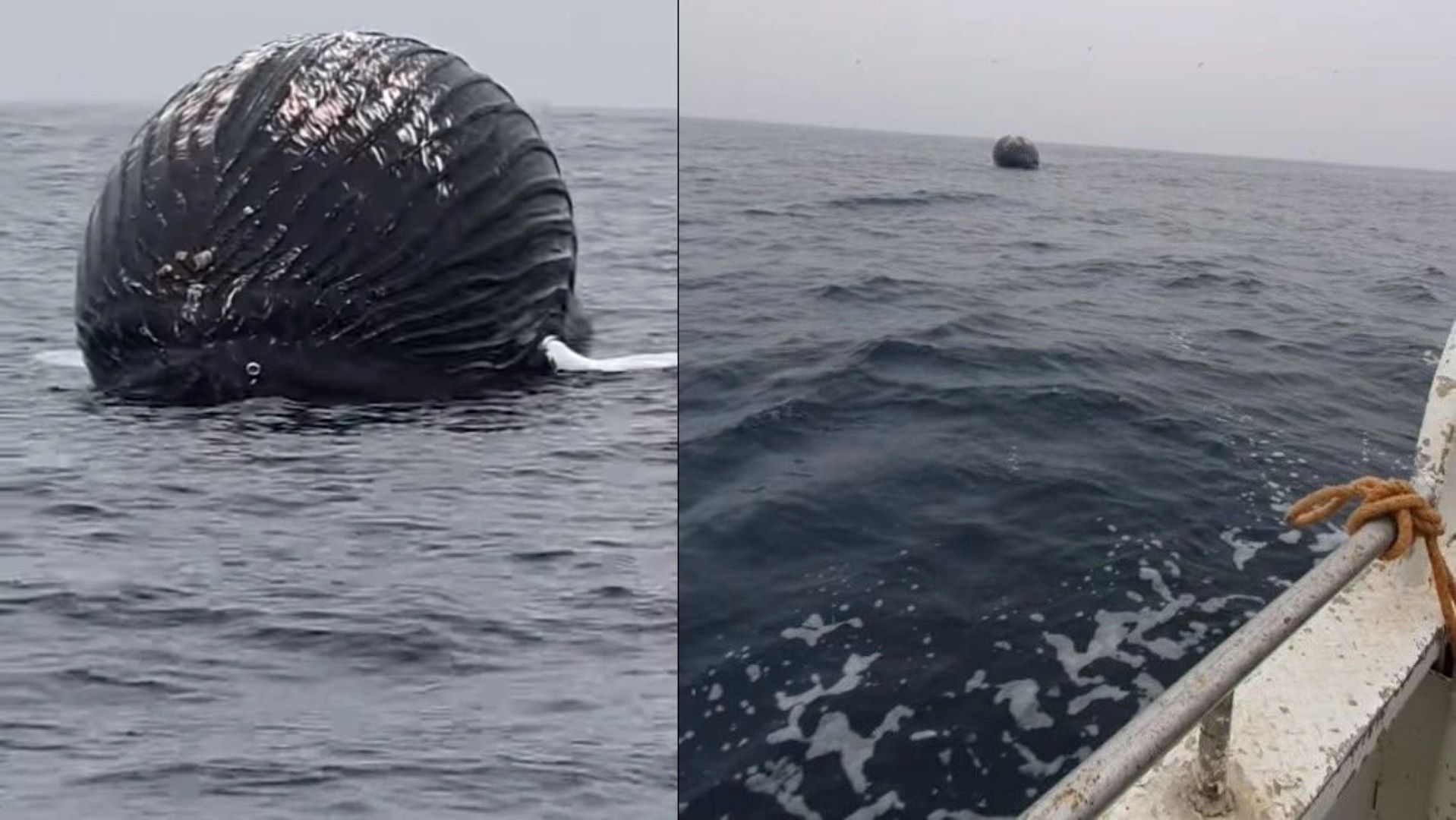 Νορβηγία: Ψαράς εντόπισε μια νεκρή φάλαινα- μπαλόνι