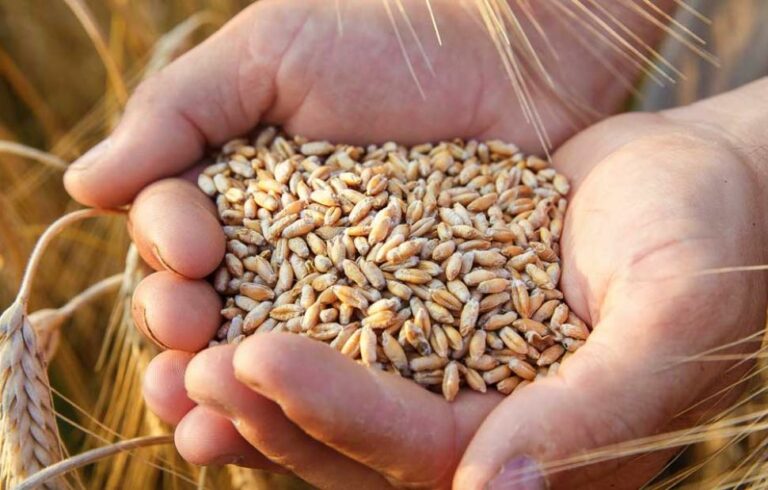 Τράπεζα Πειραιώς: Άνοδος στις τιμές καλαμποκιού και σόγιας – Οι εκτιμήσεις για ζάχαρη, ρύζι, σιτάρι