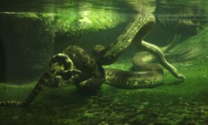 Σκότωσαν το μεγαλύτερο φίδι του κόσμου μήκους 8 μέτρων