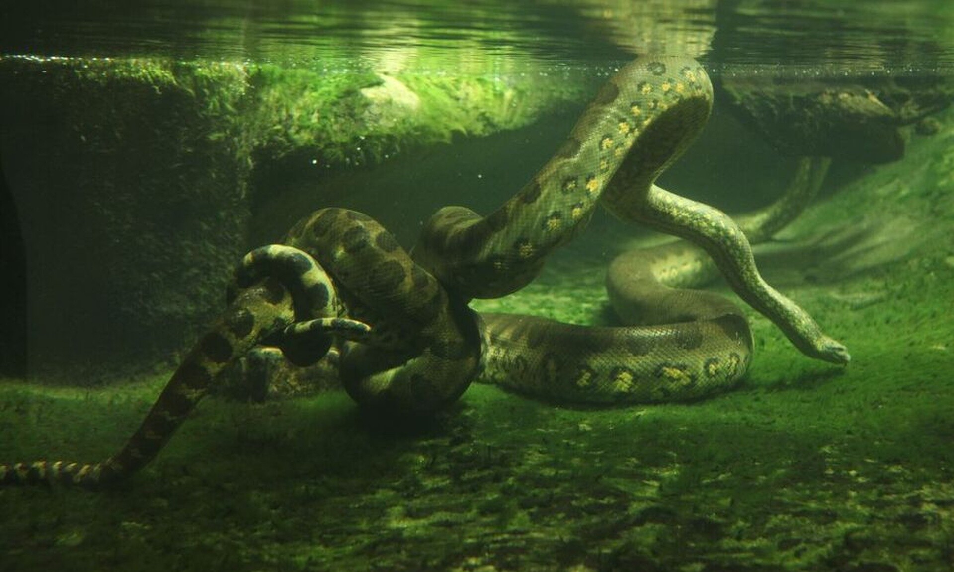 Σκότωσαν το μεγαλύτερο φίδι του κόσμου μήκους 8 μέτρων