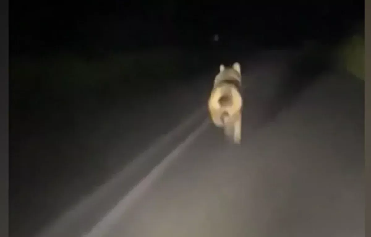 Βίντεο - Λύκος σε πανικό τρέχει να σωθεί από αυτοκίνητο που τον καταδιώκει