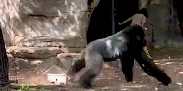 Τέξας: Ενήλικος γορίλας επιτίθεται σε υπάλληλους του ζωολογικού κήπου- Δείτε το βίντεο