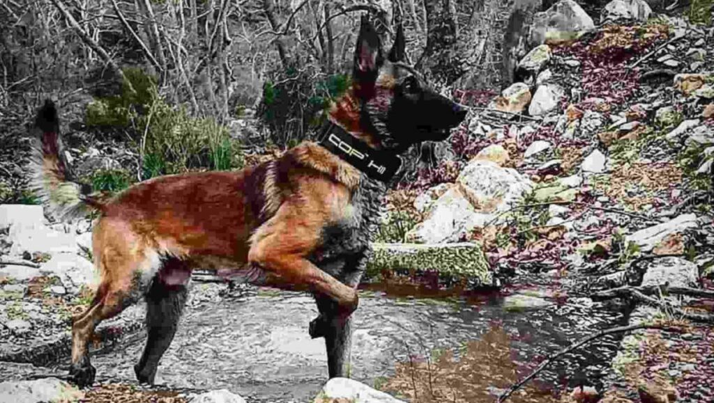 240408133248_dog