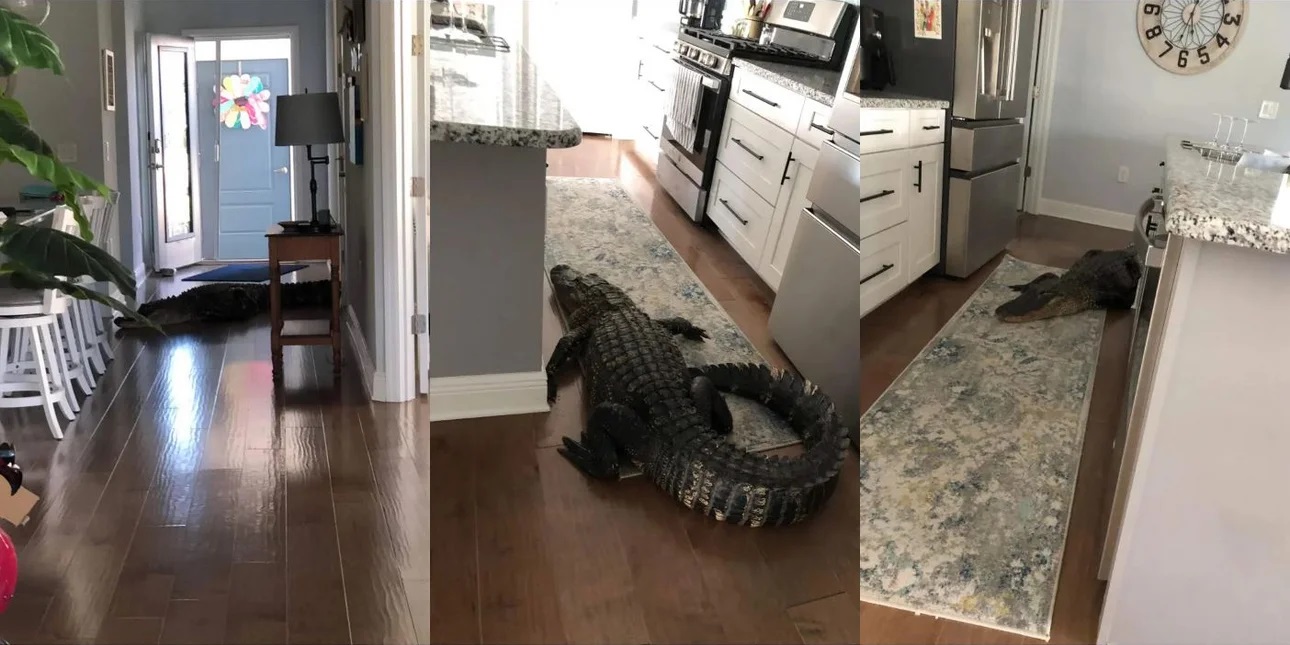 Απρόσκλητος επισκέπτης: Γυναίκα στη Φλόριντα βρήκε έναν αλιγάτορα στην κουζίνα της!