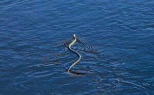 Βόλος: Φίδι δάγκωσε 40χρονη μέσα στη θάλασσα
