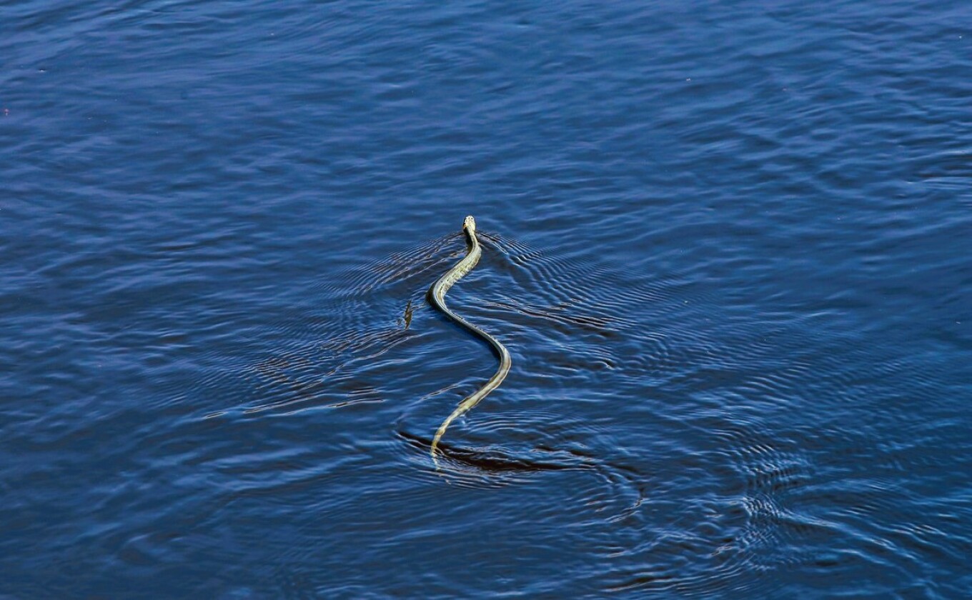 Βόλος: Φίδι δάγκωσε 40χρονη μέσα στη θάλασσα