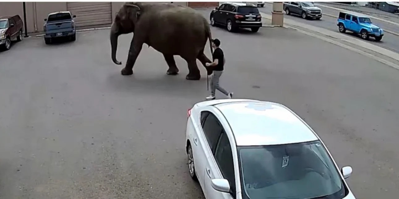 ΗΠΑ: Ελέφαντας το έσκασε από τσίρκο κι έκοβε βόλτες στους δρόμους