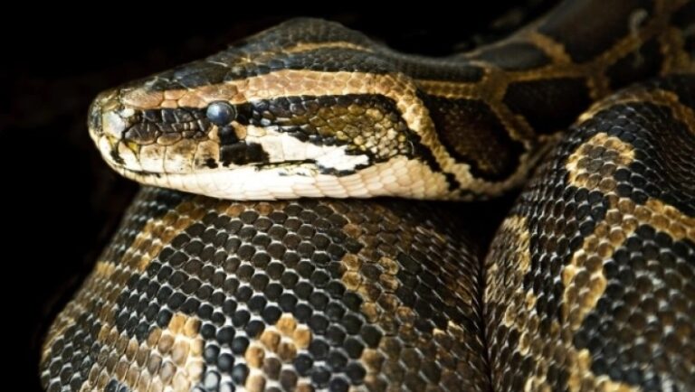 Επιστήμονες ανακάλυψαν εξαφανισμένο φίδι στην Ινδία και είναι το μεγαλύτερο που έχει καταγραφεί ποτέ στα χρονικά