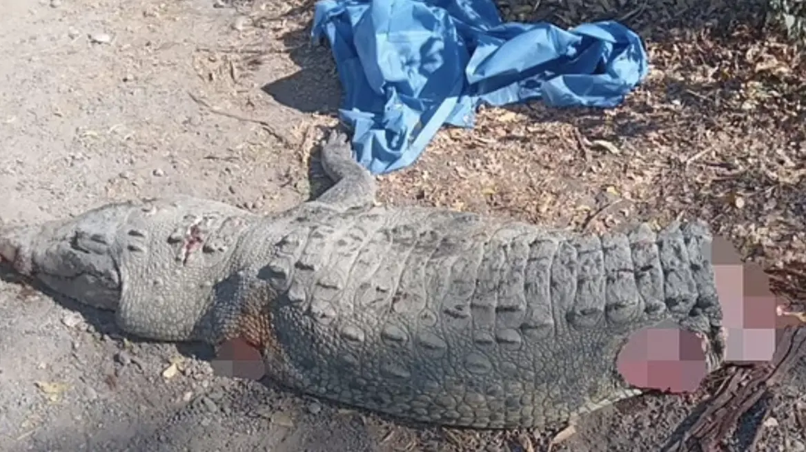 Μεξικό: Όχημα έπεσε πάνω σε αλιγάτορα- Τρείς νεκροί