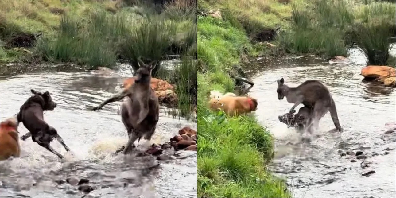 Αυστραλία: Δείτε την επική μάχη ενός καγκουρό με μια αγέλη σκύλων