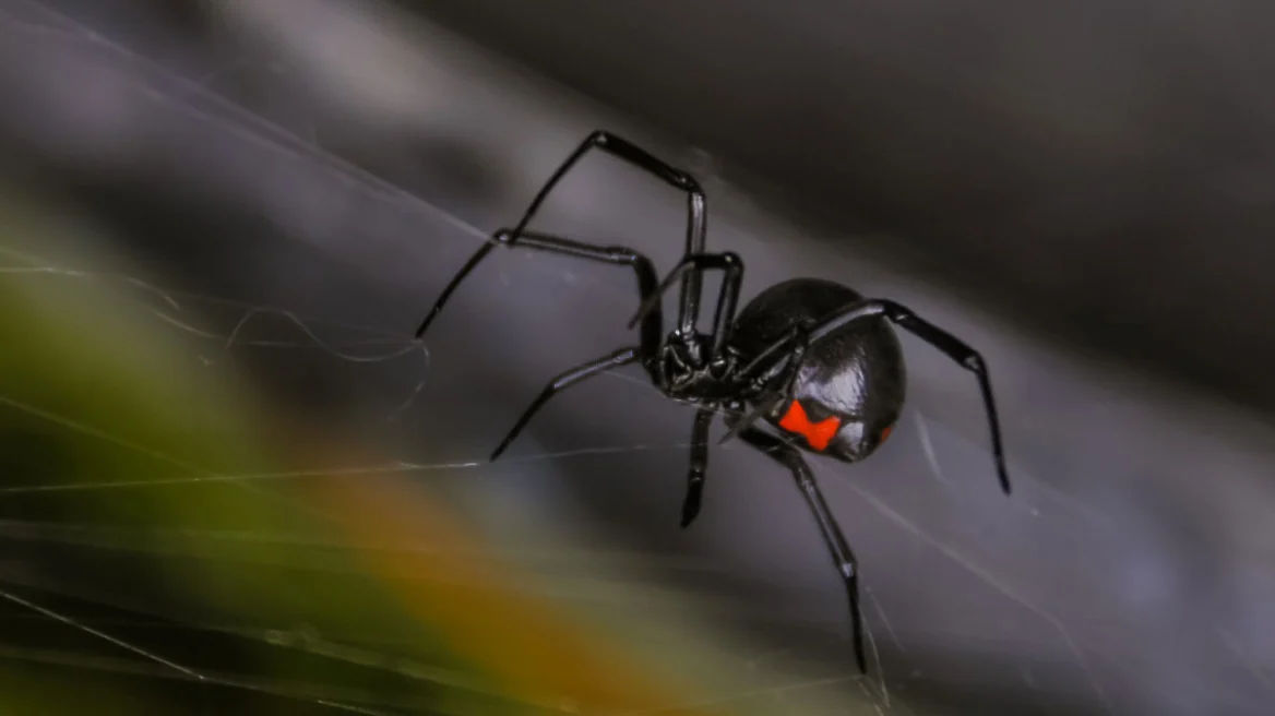 Λευκάδα: Στο νοσοκομείο 35χρονος από τσίμπημα της αράχνης «Μαύρη Χήρα»