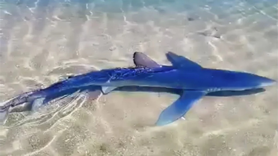 Γαλάζιος καρχαρίας σε μαρίνα στη Γλυφάδα: «Δεν υπάρχει κανένας λόγος ανησυχίας», λένε οι ειδικοί (video)