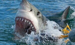 Καρχαρίες / Γιατί «επισκέπτονται» συχνά τα ρηχά νερά - Τι κάνουμε σε περίπτωση επαφής