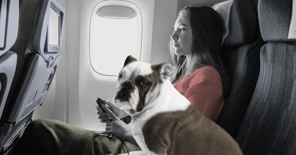 240527071044_dogsinjets