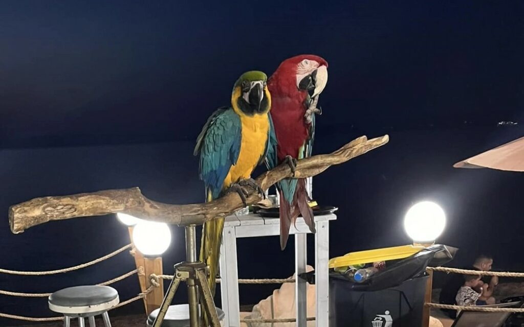 240704085758_papagal