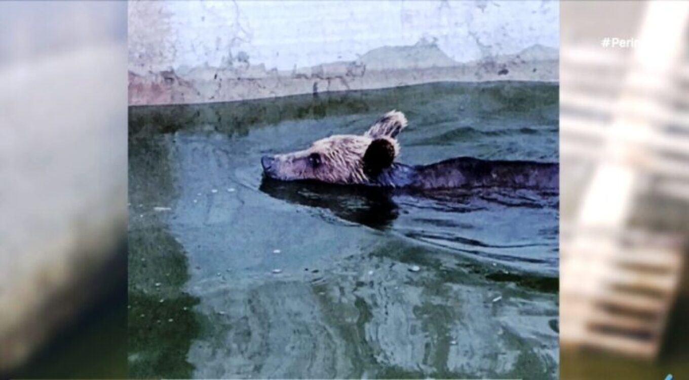 Απεγκλωβίστηκε αρκούδα από δεξαμενή νερού στα Ιωάννινα, δείτε φωτογραφίες