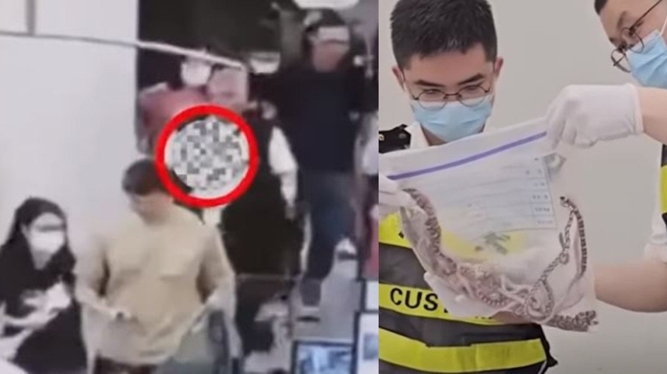Κίνα: Συνελήφθη άνδρας που προσπάθησε να περάσει λαθραία πάνω από 100 ζωντανά φίδια - Τα είχε στις τσέπες του