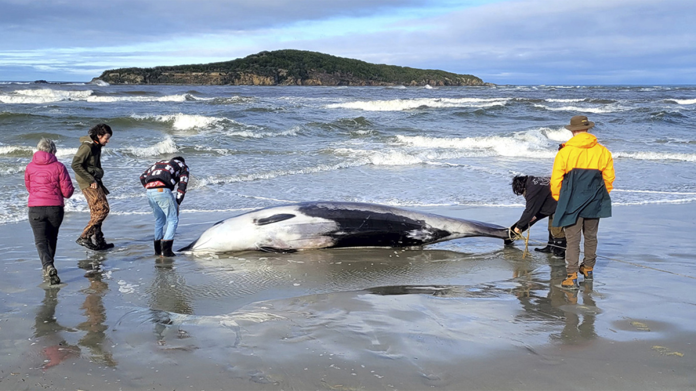 Νέα Ζηλανδία: Η πιο σπάνια φάλαινα του κόσμου ξεβράστηκε σε παραλία