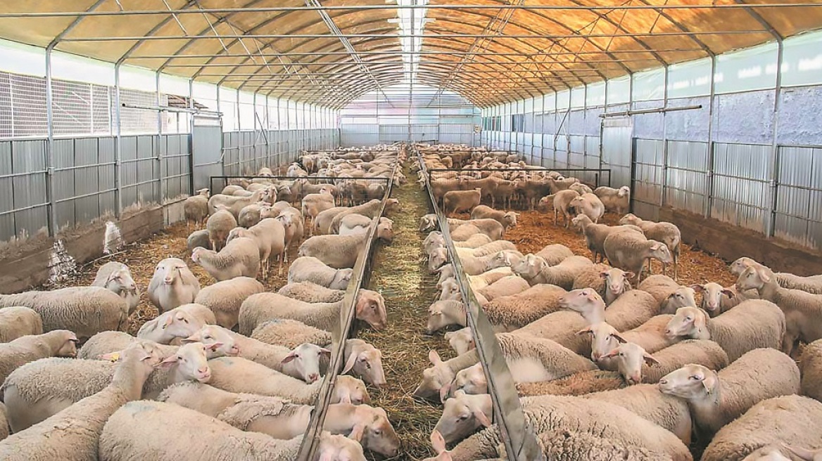 Συναγερμός στη Θεσσαλία: Κρούσμα πανώλης προβάτων σε κτηνοτροφική εκμετάλλευση στο Δομένικο Ελασσόνας