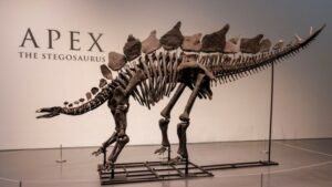 Sotheby’s: Απολίθωμα του στεγόσαυρου «Apex» πωλήθηκε σε τιμή-ρεκόρ $44,6 εκατ.