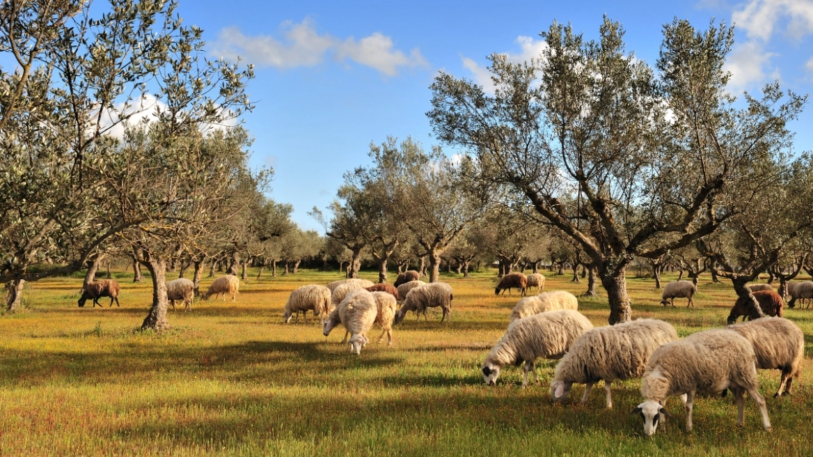 Πανώλη στα αιγοπρόβατα: Κλείνουν μέχρι την Παρασκευή τα σφαγεία της Θεσσαλίας – Τι προβλέπει η απόφαση Κουρέτα