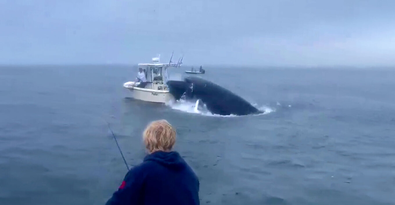 ΗΠΑ: Φάλαινα έπεσε σε βάρκα και εκτόξευσε στον αέρα τους ψαράδες - Δείτε βίντεο