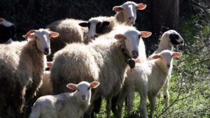 Νέα εστία πανώλης μικρών μηρυκαστικών – Κρούσμα σε μονάδα στην ορεινή Κορινθία