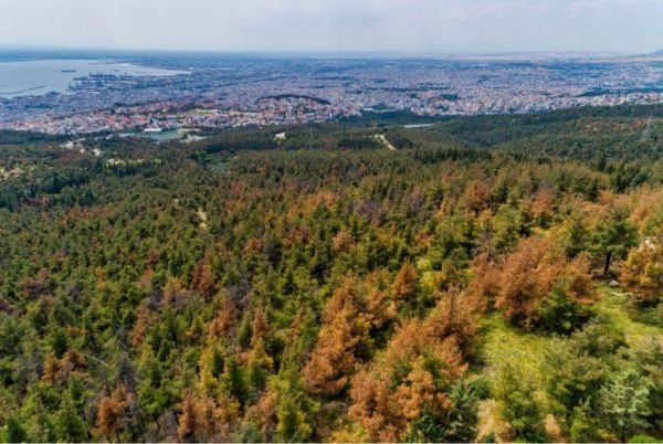 Η απαγόρευση αφορά την κυκλοφορία πεζών και κάθε είδους τροχοφόρων στο τμήμα του περιαστικού δάσους Θεσσαλονίκης (Σέιχ Σου),