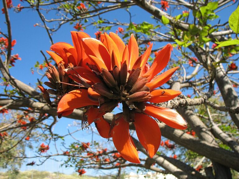 240806103418_Erythrina_Caffra_flower