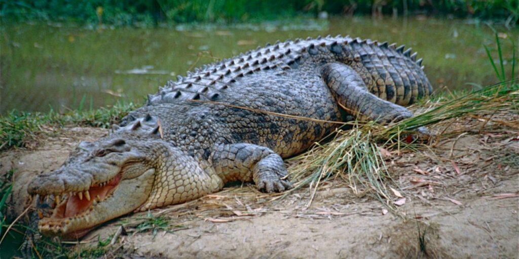 Φρίκη στην Αυστραλία: Κροκόδειλος κατασπάραξε 40χρονο μπροστά στα μάτια της γυναίκας και των παιδιών του