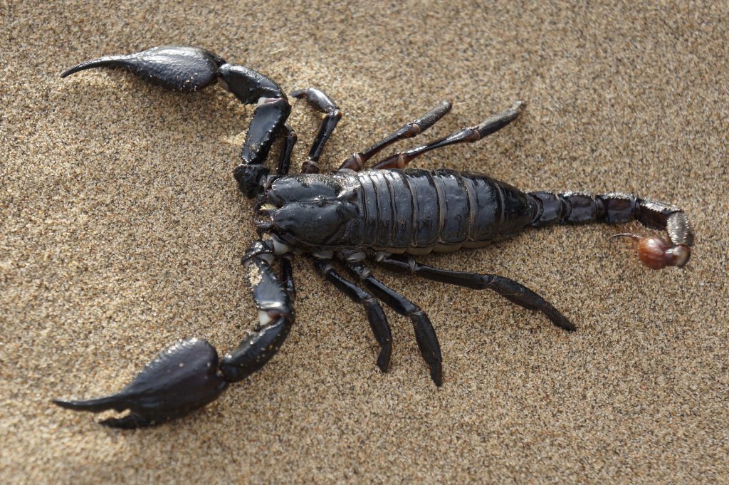 240816120636_scorpion-651142_1920-1024×681