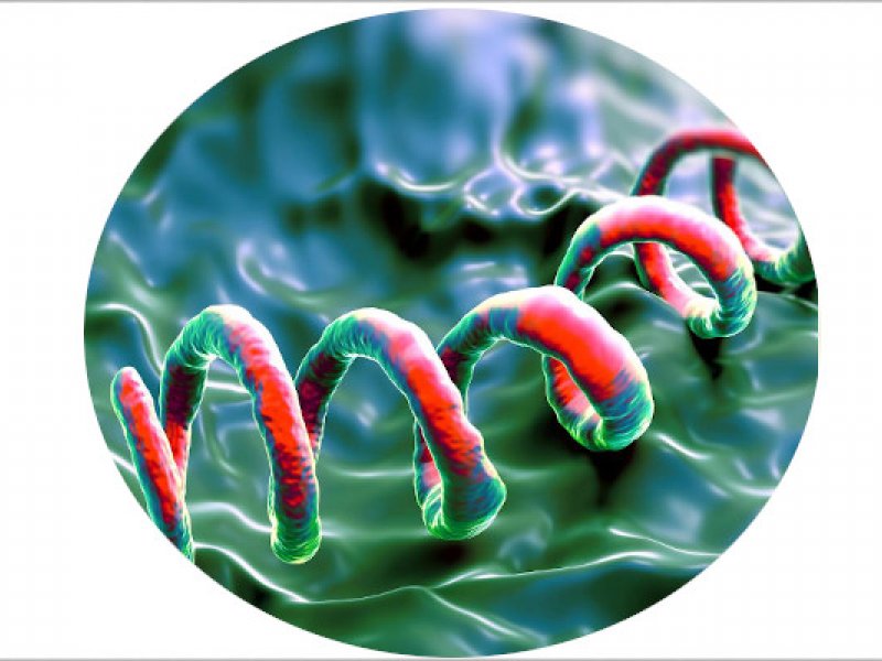 240822092339_syphili