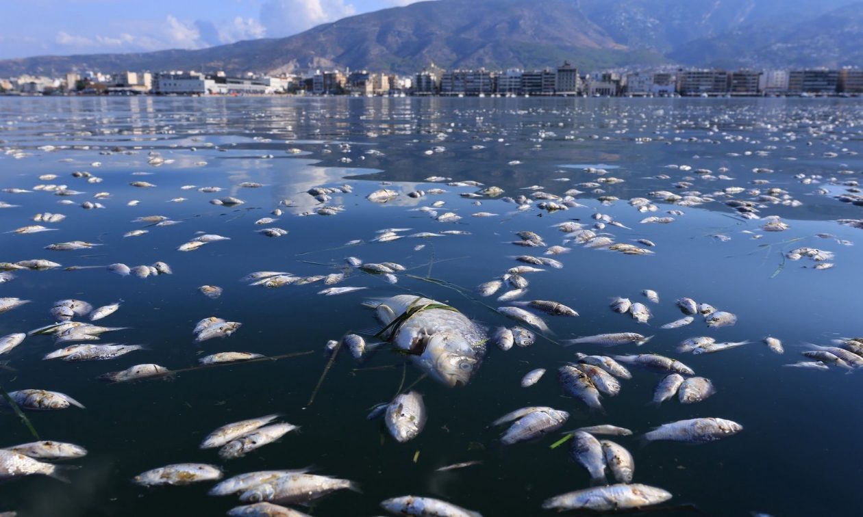 Η βίαιη αλλαγή αλατότητας των υδάτων «έπνιξε» με νεκρά ψάρια τον Παγασητικό