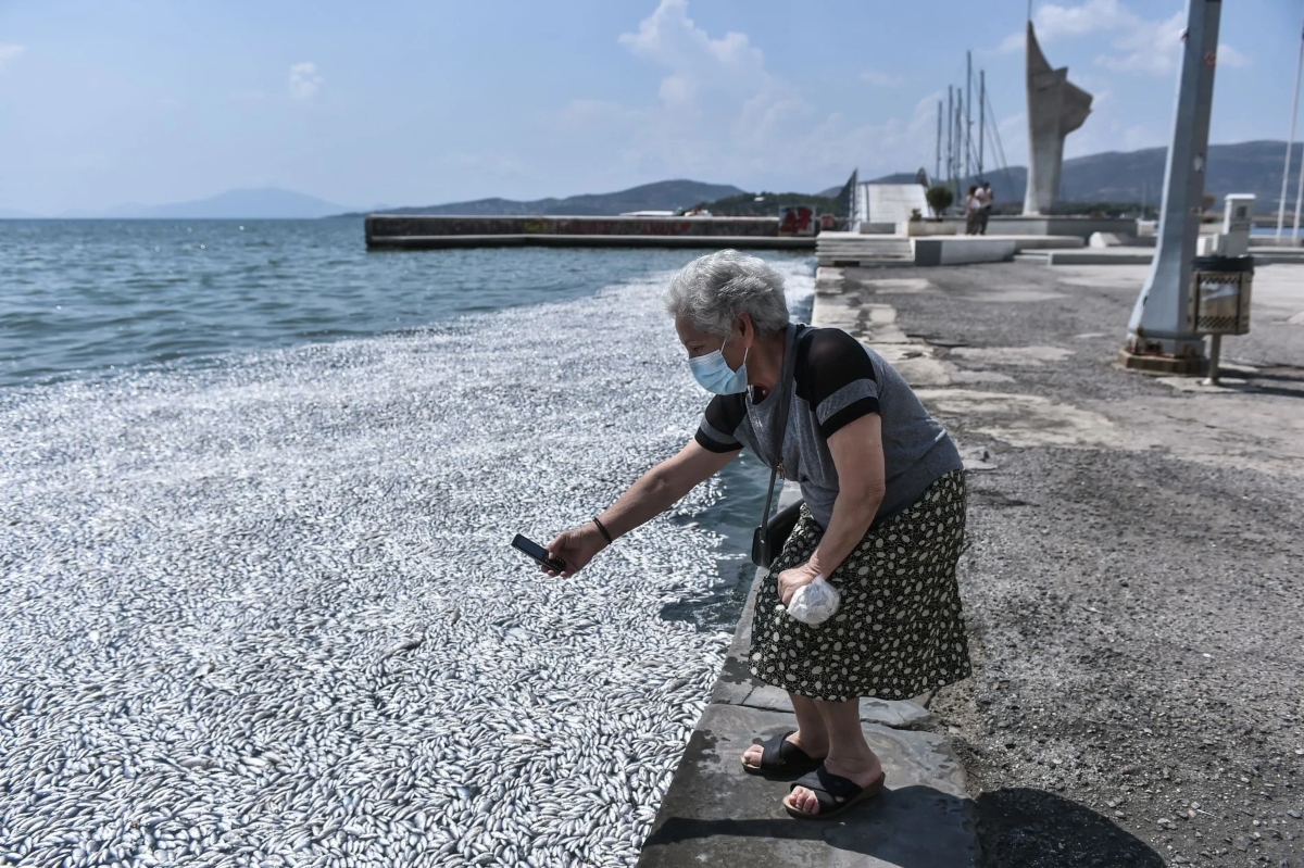 Παρέμβαση Αρείου Πάγου για τα νεκρά ψάρια στον Βόλο