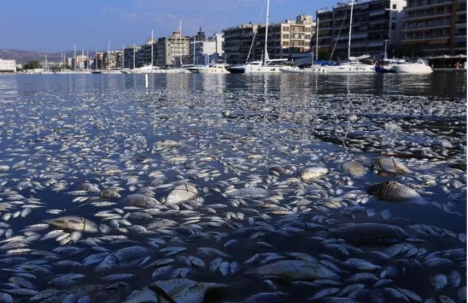 Κουρέτας: Mαζεύουμε 100 τόνους νεκρά ψάρια τη μέρα