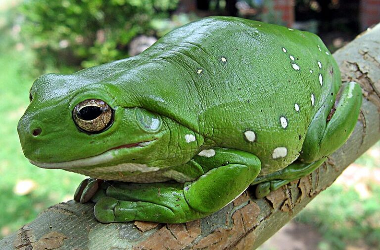 241101075034_Australia_green_tree_frog_(Litoria_caerulea)_crop