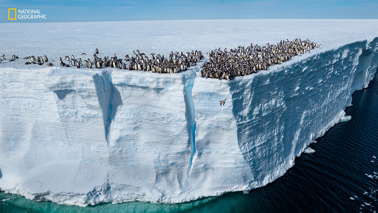 241122085707_15569885_112124-cc-natgeo-best-pictures-penguin-img