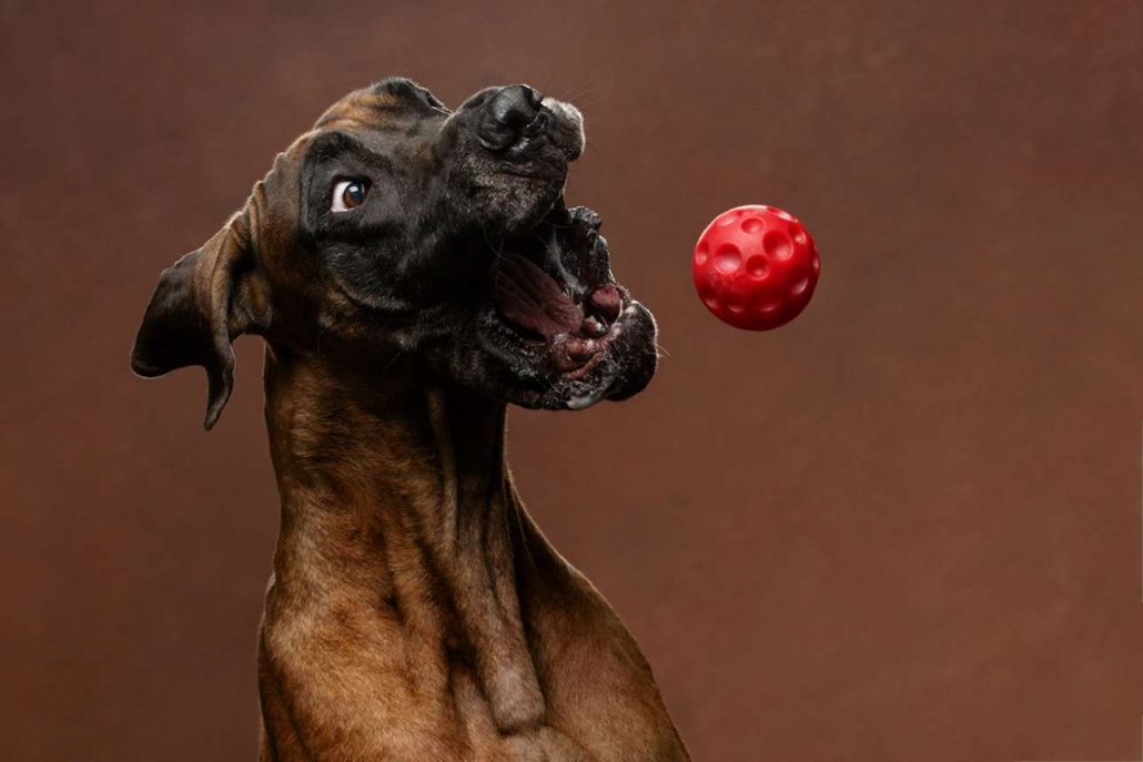 Dog Photography Awards: H αποθέωση του καλύτερου φίλου του ανθρώπου