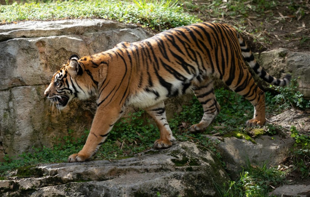 241209200359_tigris