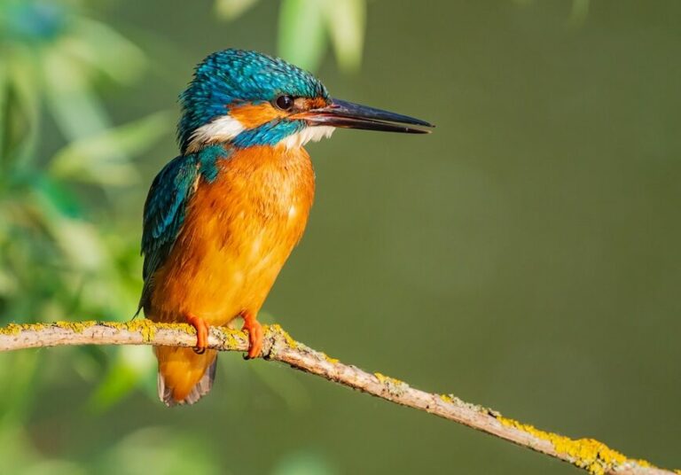 The,Common,Kingfisher,(alcedo,Atthis),,Also,Known,As,The,Eurasian